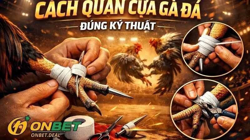 Quy trình trong cách quấn cựa gà đá đúng kỹ thuật chi tiết
